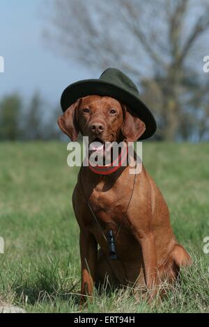 Magyar Vizsla Stockfoto