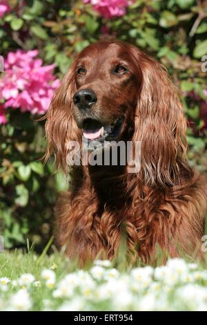 Irish Red Setter Stockfoto