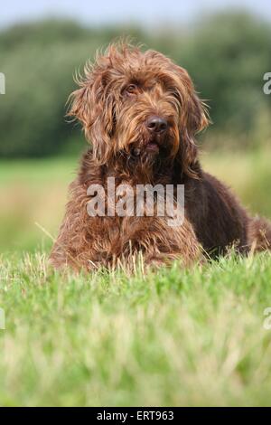 Deutsche gebrochen-beschichtete Vorstehhund Stockfoto