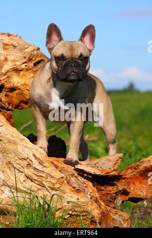 Französische Bulldogge Stockfoto