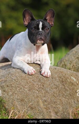 Französische Bulldogge Stockfoto