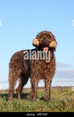 Cäo Stockfoto