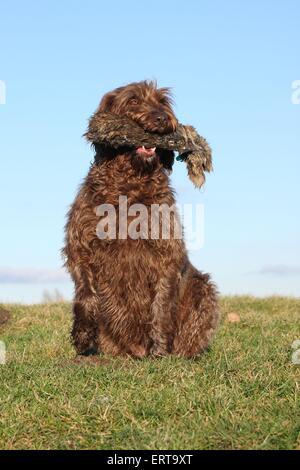 Cäo Stockfoto