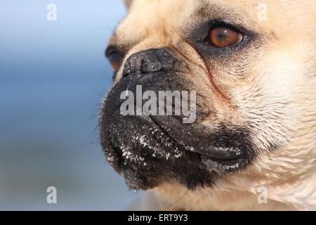 Französische Bulldogge Stockfoto
