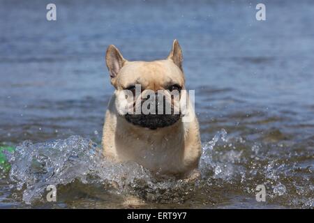 Französische Bulldogge in Wasser Stockfoto