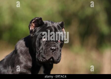 Mastino Napoletano Hund Welpen Stockfoto