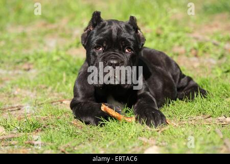 Mastino Napoletano Hund Welpen Stockfoto