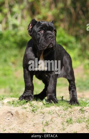 Mastino Napoletano Hund Welpen Stockfoto