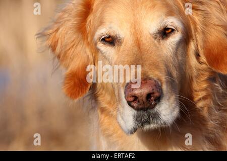 Golden Retriever Porträt Stockfoto