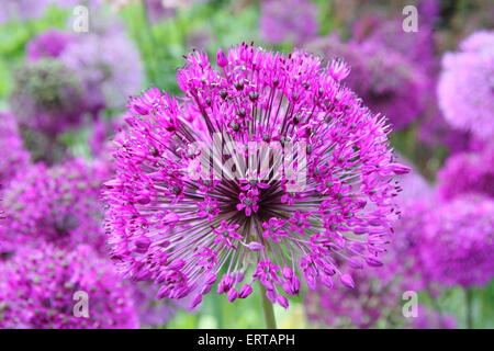 Eine niederländische Knoblauch 'Purple Sensation' (Allium Hollandicum) Blume in voller Blüte in einem englischen Landhaus Garten England UK Stockfoto