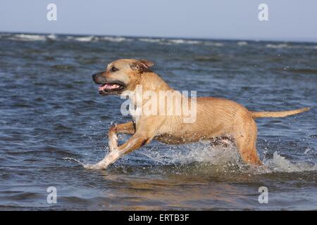 Amerikanischer Staffordshire-Terrier laufen Stockfoto