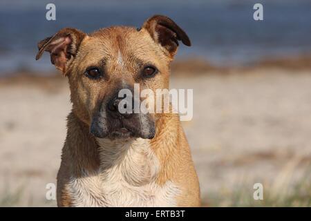 Amerikanischer Staffordshire-Terrier Portrait Stockfoto