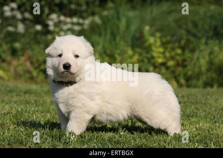 Weiße Schweizer Schäferhund Welpen Stockfoto