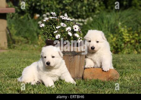 Weiße Schweizer Schäferhund Welpen Stockfoto