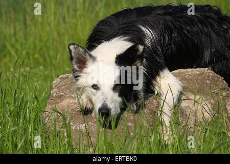 Border-Collie liegend Stockfoto