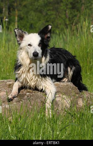 Border-Collie liegend Stockfoto