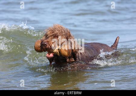 spielen gebrochen Deutsch-beschichtete Vorstehhund Stockfoto