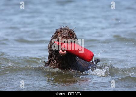 spielen gebrochen Deutsch-beschichtete Vorstehhund Stockfoto