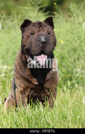Shar-Pei sitzt Stockfoto