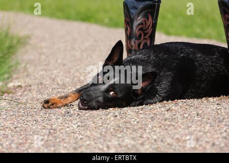 Australian Cattle Dog liegend Stockfoto