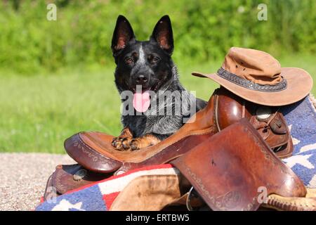 Australian Cattle Dog liegend Stockfoto