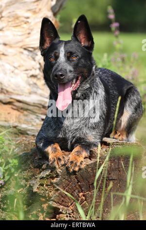 Australian Cattle Dog liegend Stockfoto