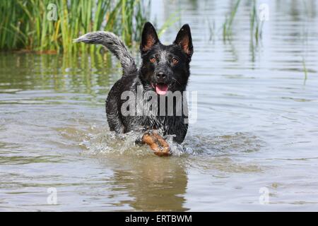 Australian Cattle Dog Baden Stockfoto