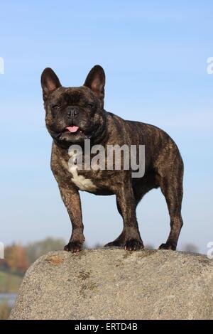 Französische Bulldogge Stockfoto