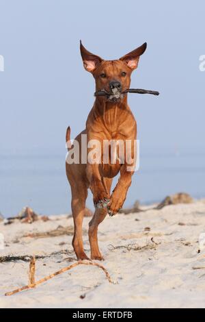 Rhodesian Ridgeback zu spielen Stockfoto