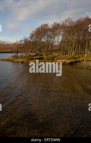 Die am nördlichsten gelegene Wald in Großbritannien, Loch Hoffnung, die Highlands, Schottland Stockfoto