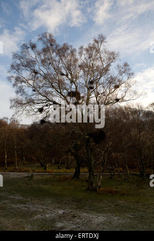 Die am nördlichsten gelegene Wald in Großbritannien, Loch Hoffnung, die Highlands, Schottland Stockfoto