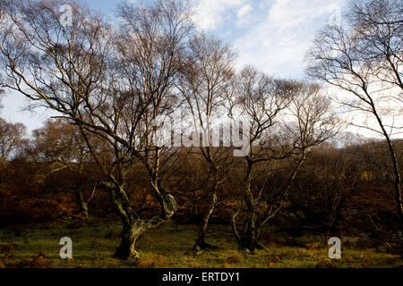 Die am nördlichsten gelegene Wald in Großbritannien, Loch Hoffnung, die Highlands, Schottland Stockfoto