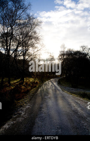 Die am nördlichsten gelegene Wald in Großbritannien, Loch Hoffnung, die Highlands, Schottland Stockfoto