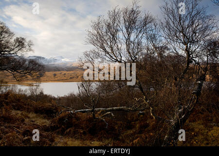 Die am nördlichsten gelegene Wald in Großbritannien, Loch Hoffnung, die Highlands, Schottland Stockfoto