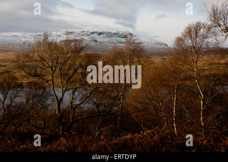 Die am nördlichsten gelegene Wald in Großbritannien, Loch Hoffnung, die Highlands, Schottland Stockfoto