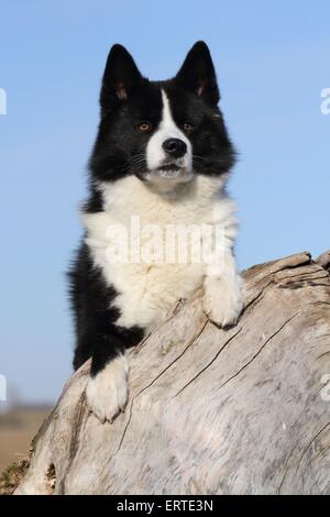 Karelischer Bär Hund Portrait Stockfoto