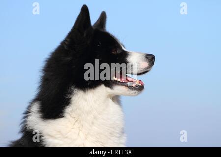 Karelischer Bär Hund Portrait Stockfoto