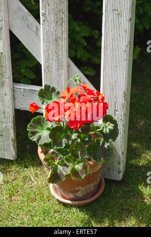 Kleinen Topf Geranien halten eine weiß lackierte rustikalen Garten Tor geöffnet Stockfoto