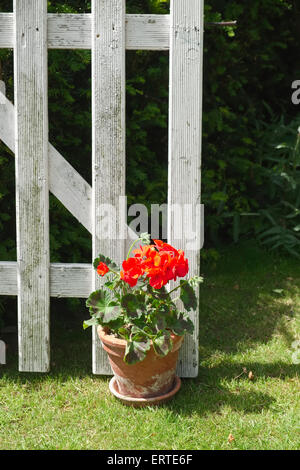 Kleinen Topf Geranien halten eine weiß lackierte rustikalen Garten Tor geöffnet Stockfoto
