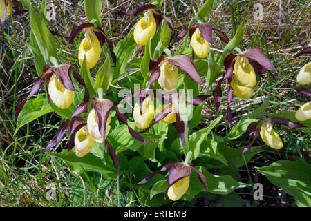 Frauenschuh Orchideen, Gang Schubkarren National Nature Reserve, Cumbria, UK Stockfoto