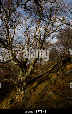 Die am nördlichsten gelegene Wald in Großbritannien, Loch Hoffnung, die Highlands, Schottland Stockfoto