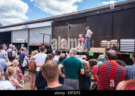 Schafschur Demonstration bei Cheriton mittleren Farm auf Bauernhof sonntags geöffnet. Cheriton, Hampshire, England, Vereinigtes Königreich. Stockfoto