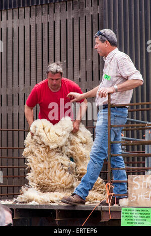 Schafschur Demonstration bei Cheriton mittleren Farm auf Bauernhof sonntags geöffnet. Cheriton, Hampshire, England, Vereinigtes Königreich. Stockfoto