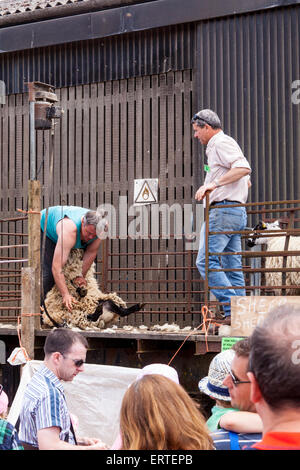 Schafschur Demonstration bei Cheriton mittleren Farm auf Bauernhof sonntags geöffnet. Cheriton, Hampshire, England, Vereinigtes Königreich. Stockfoto