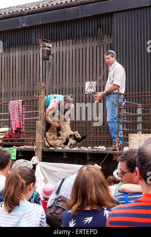 Schafschur Demonstration bei Cheriton mittleren Farm auf Bauernhof sonntags geöffnet. Cheriton, Hampshire, England, Vereinigtes Königreich. Stockfoto