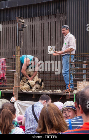 Schafschur Demonstration bei Cheriton mittleren Farm auf Bauernhof sonntags geöffnet. Cheriton, Hampshire, England, Vereinigtes Königreich. Stockfoto