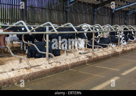 Milchkühe in einem intensiven indoor Scheune-System. Cheriton nahen Bauernhof, Cheriton, Hampshire, England, Vereinigtes Königreich. Stockfoto