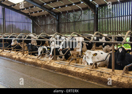 Milchkühe in einem intensiven indoor Scheune-System. Cheriton nahen Bauernhof, Cheriton, Hampshire, England, Vereinigtes Königreich. Stockfoto