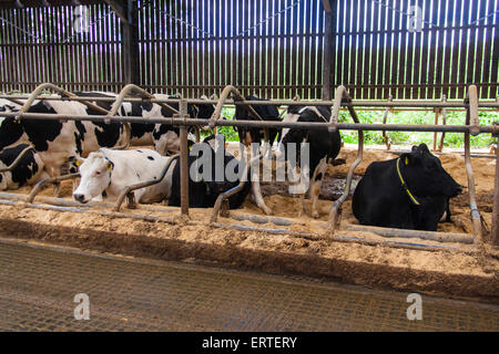 Milchkühe in einem intensiven indoor Scheune-System. Cheriton nahen Bauernhof, Cheriton, Hampshire, England, Vereinigtes Königreich. Stockfoto