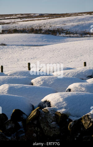 Schneebedeckte Heuballen in einem Feld, Glen Whilly, Dumfries and Galloway, Schottland Stockfoto